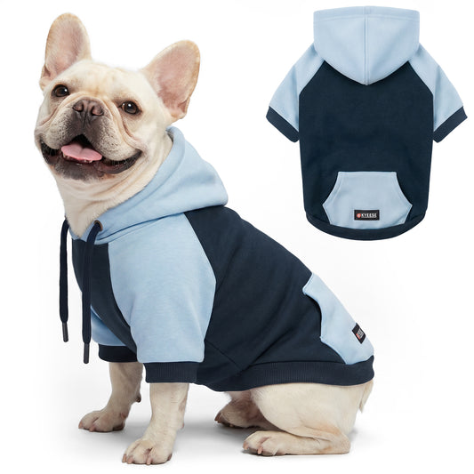 Cream French bulldog seated in navy and light blue hooded sweatshirt