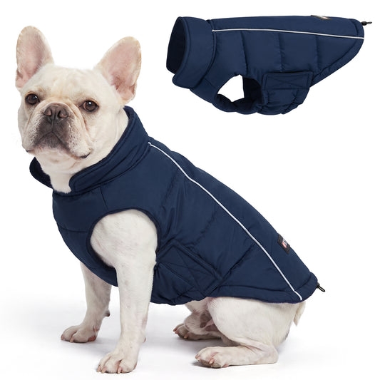 Cream French bulldog seated in navy quilted coat beside side view