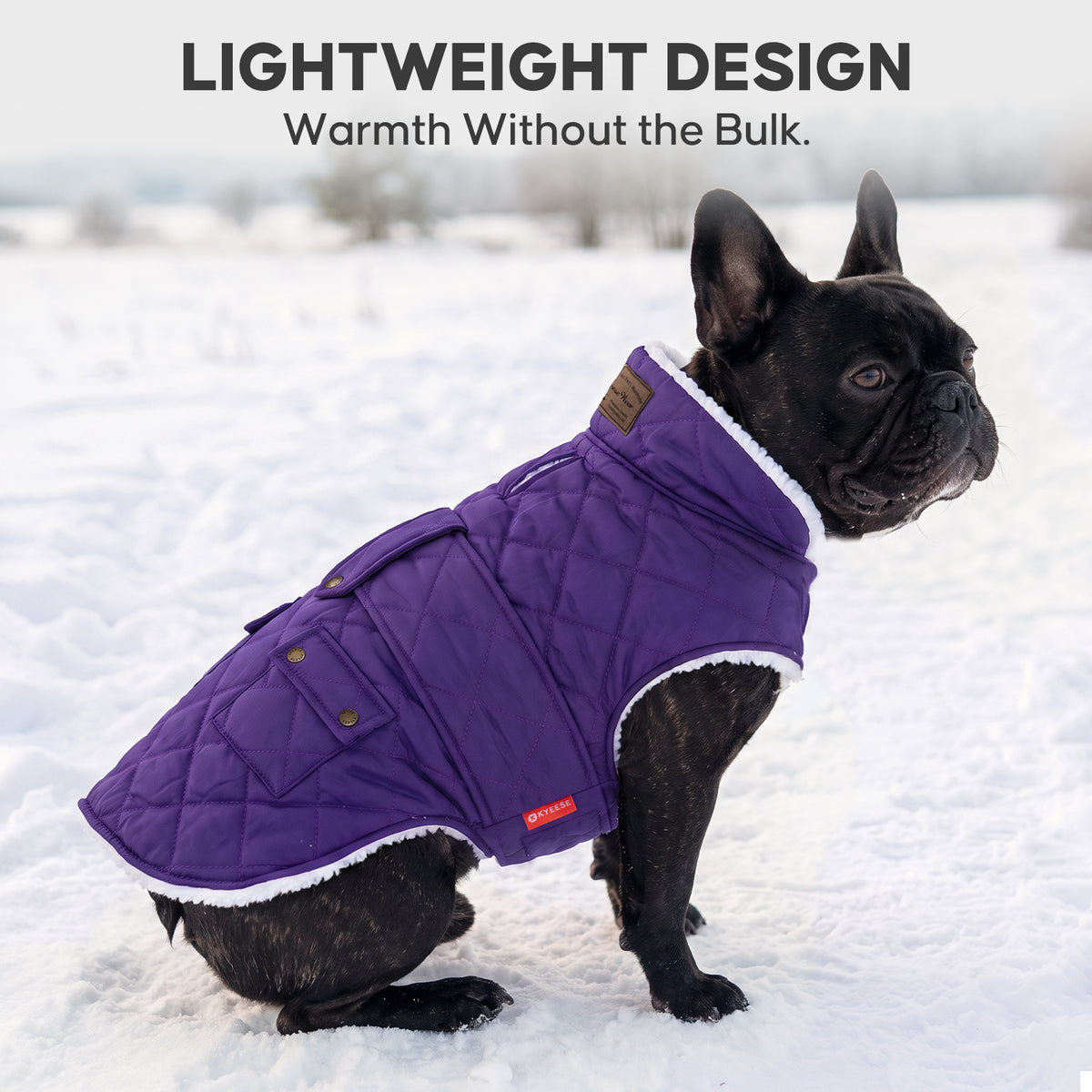 Purple quilted winter dog coat worn by a French bulldog