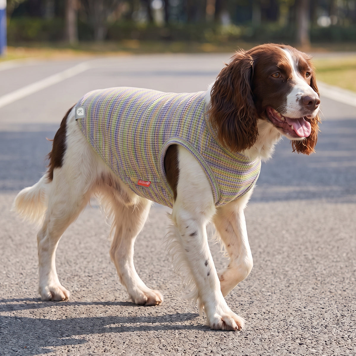 Brown and white dog walking outdoors in multicolor striped waffle knit shirt