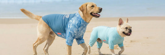 Dog Sun Protection Guide
