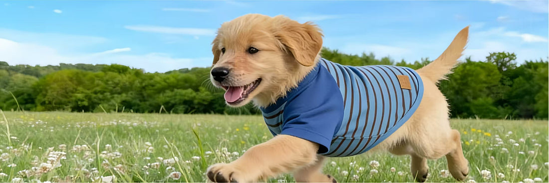 Spring Dog Health & Care Tips