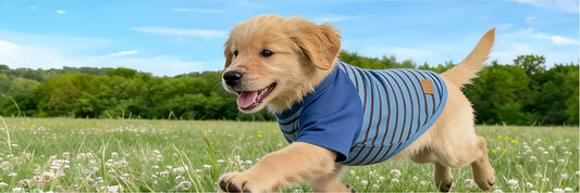 Spring Dog Health & Care Tips
