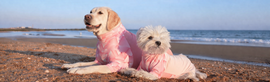 Why Dog Sun Protection Matters: Keeping Your Pup Safe This Summer
