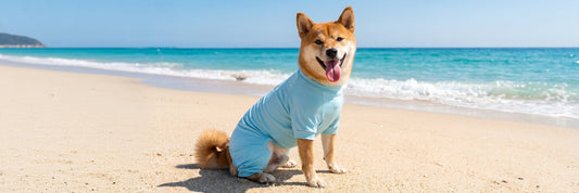 Dog Sun Protection Clothing Guide: How to Choose the Best UV Protection for Dogs