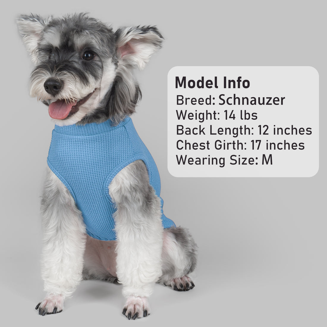 Light blue dog shirt with waffle-knit texture, worn by small gray-and-white dog.
