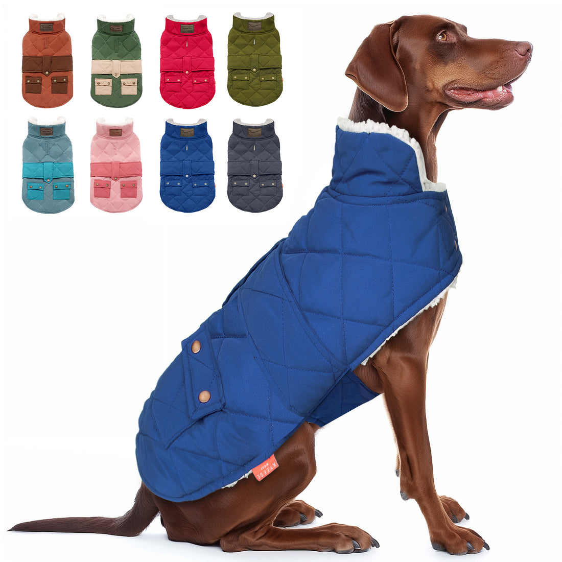 Blue quilted windproof dog coat with hood and front pocket, worn by a dog