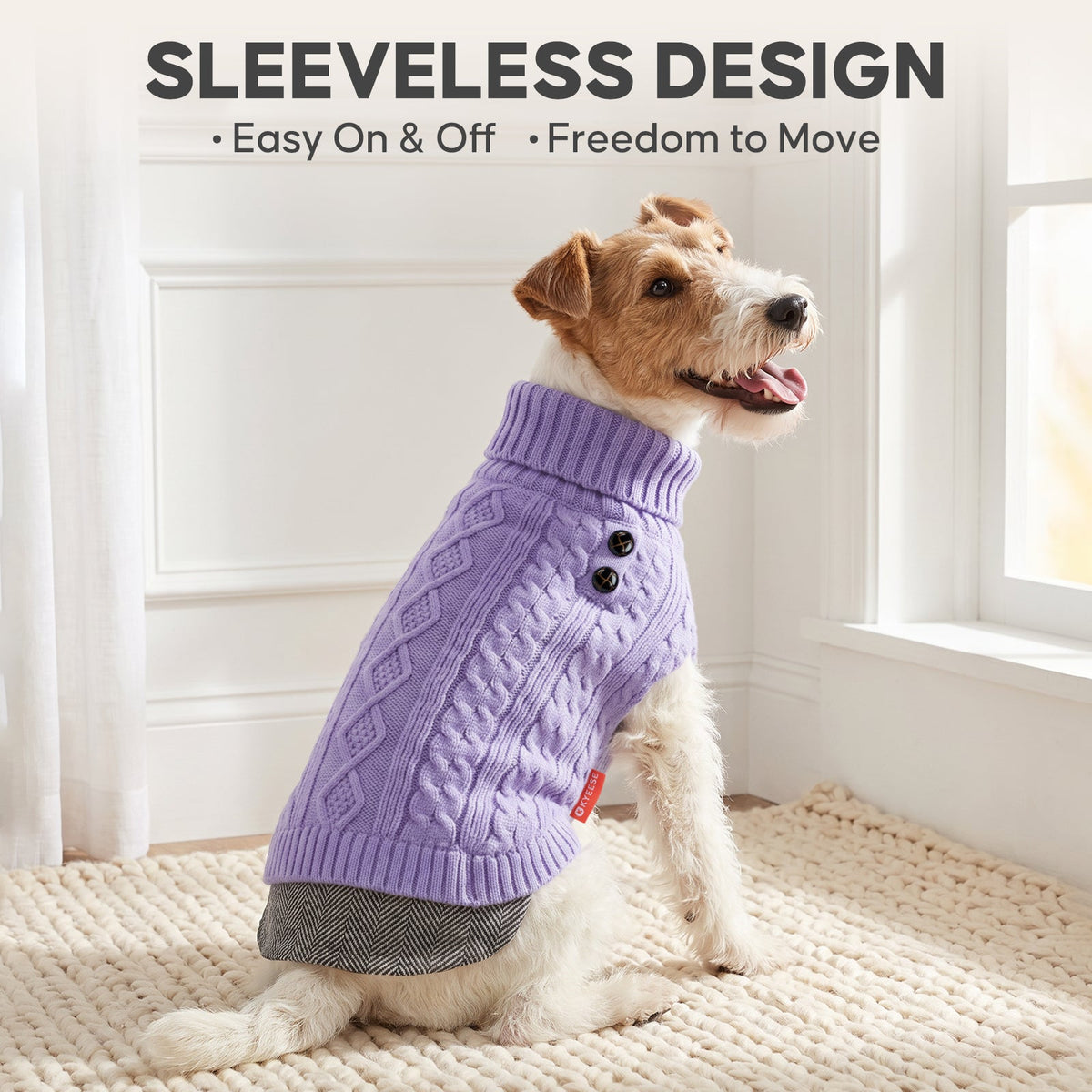 Small tan dog seated indoors in purple sleeveless knit sweater with gray hem