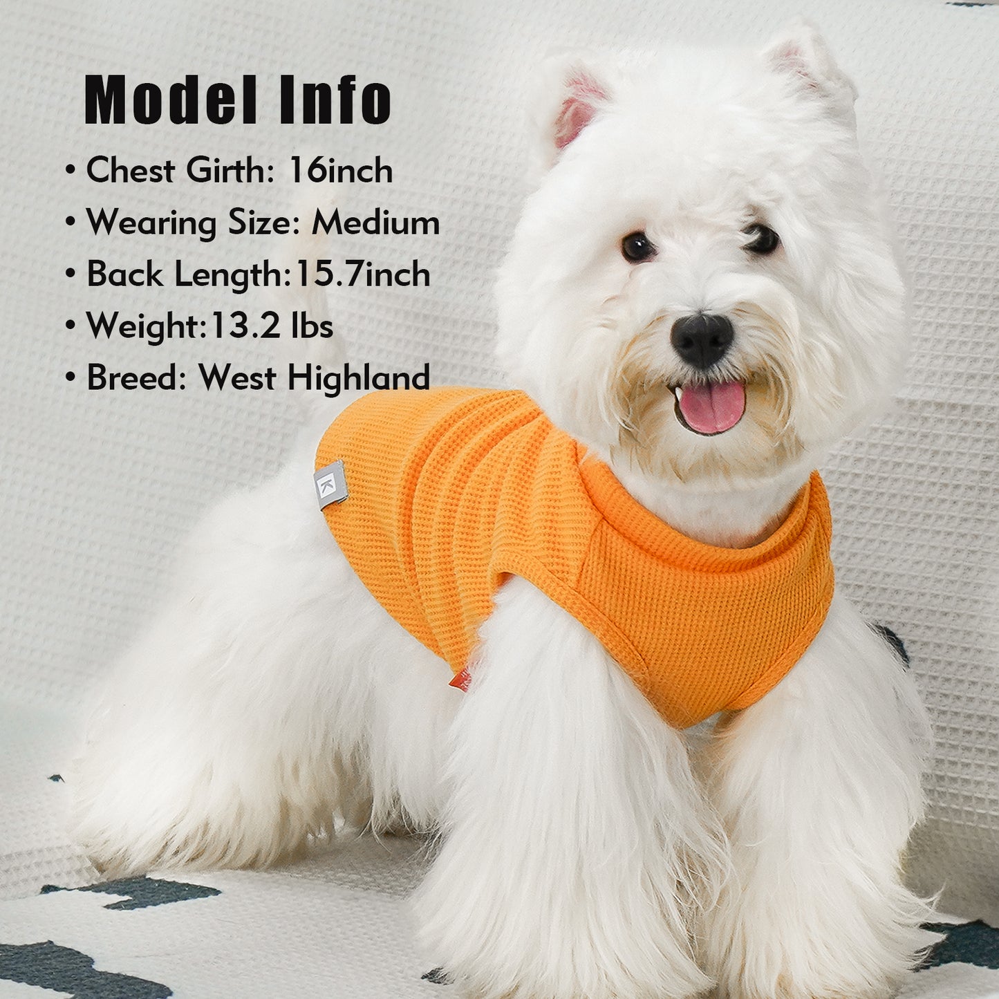 Small dog wearing a solid orange waffle dog shirt with round neck