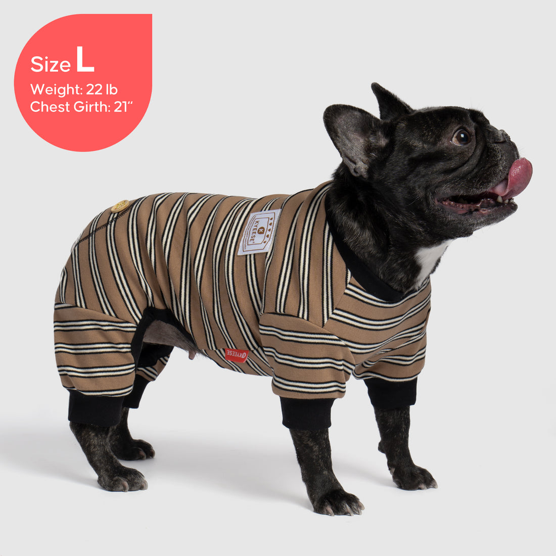Striped dog onesie pajamas on small dog, tan and white stripes with black cuffs
