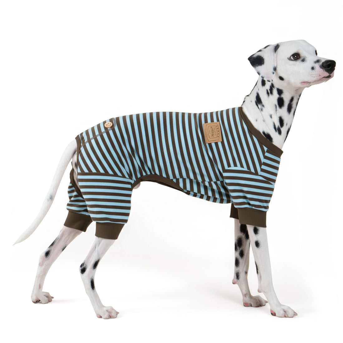 Striped dog onesie pajamas on a dalmatian dog, blue and brown stripes