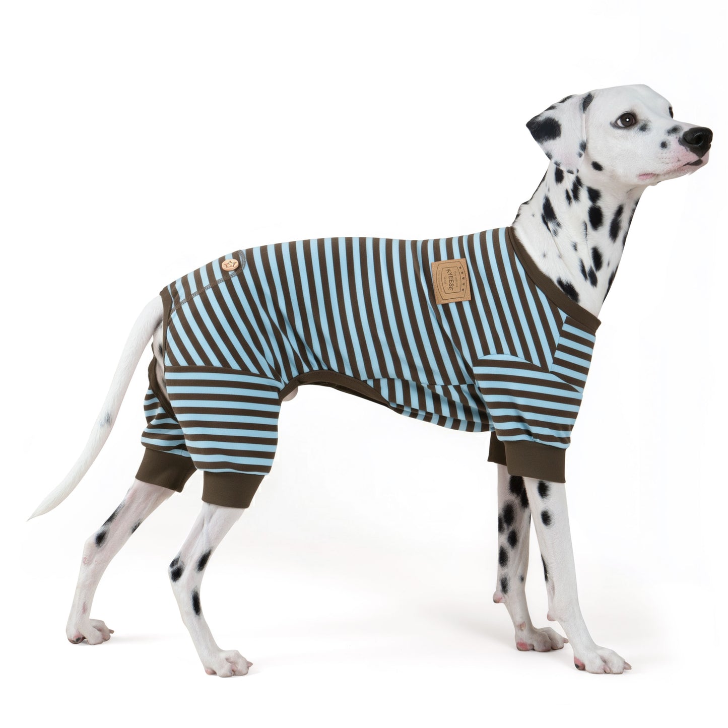 Striped dog onesie pajamas on a dalmatian dog, blue and brown stripes