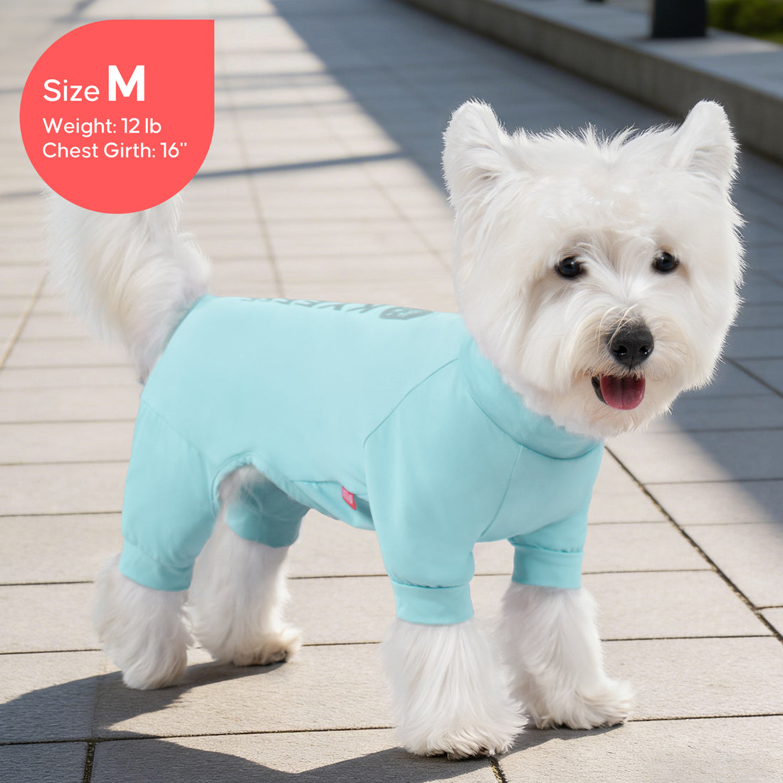 Light blue one-piece dog UV pajama suit on small white dog, front view