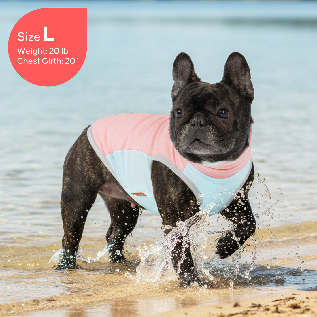 Lightweight dog cooling vest on black dog, pink and light blue panel design