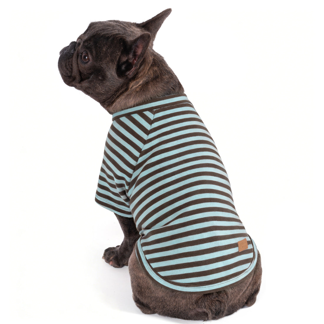 Dog shirt with teal-and-gray striped raglan sleeves