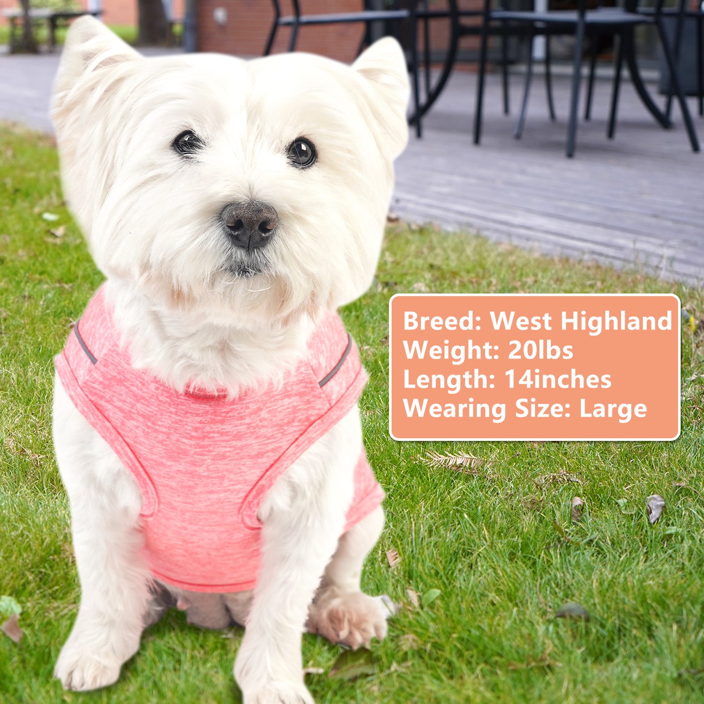 Pink heather reflective dog shirt on a white dog, sleeveless with curved neckline
