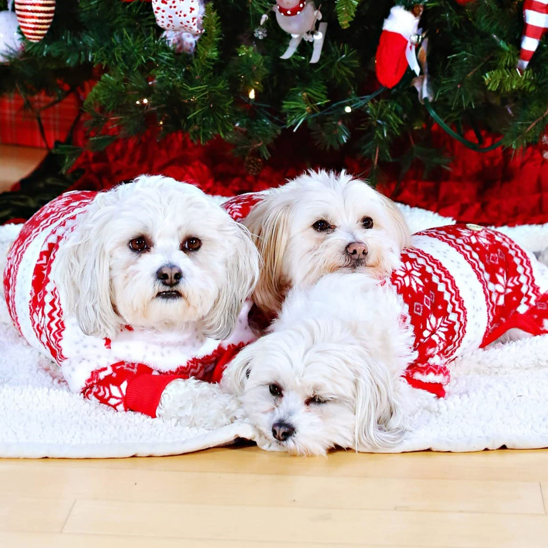Three dogs wearing red-and-white snowflake Christmas pajama set with ribbed sleeves