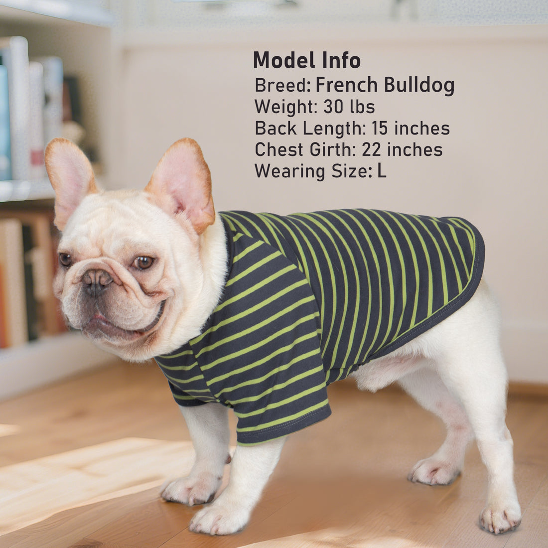 French bulldog wearing navy and lime striped raglan dog shirt with green trim