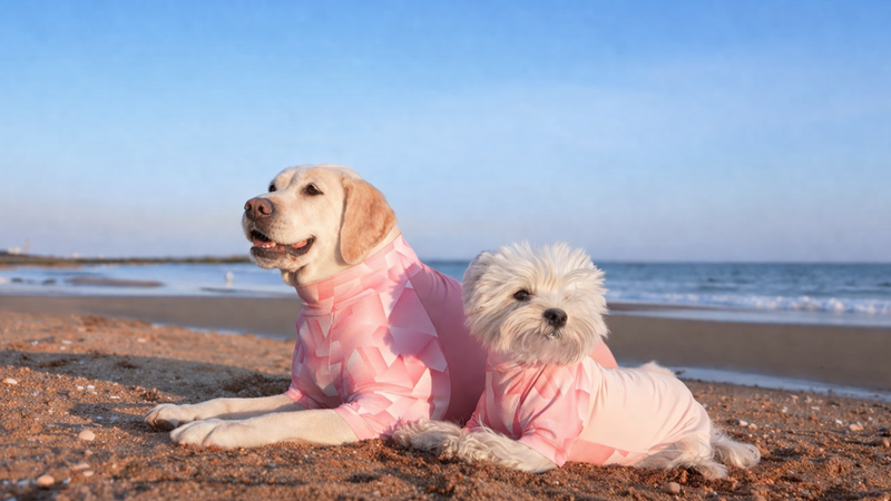 Is your dog
 truly protected from 
summer sun exposure and 
hidden UV risks?