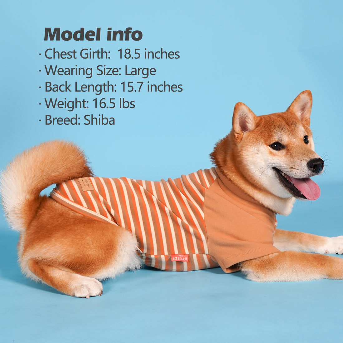 Dog shirt: orange raglan with white-and-red stripes