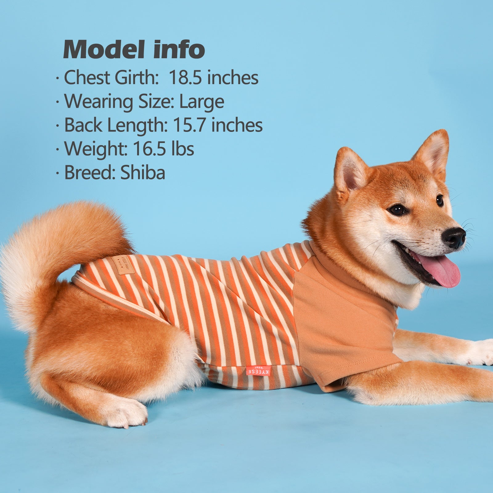 Dog shirt: orange raglan with white-and-red stripes