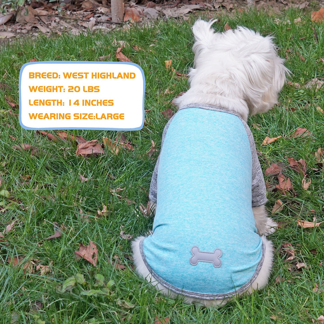 Lightweight dog shirt with raglan sleeves in light blue, heather gray trim, bone logo.
