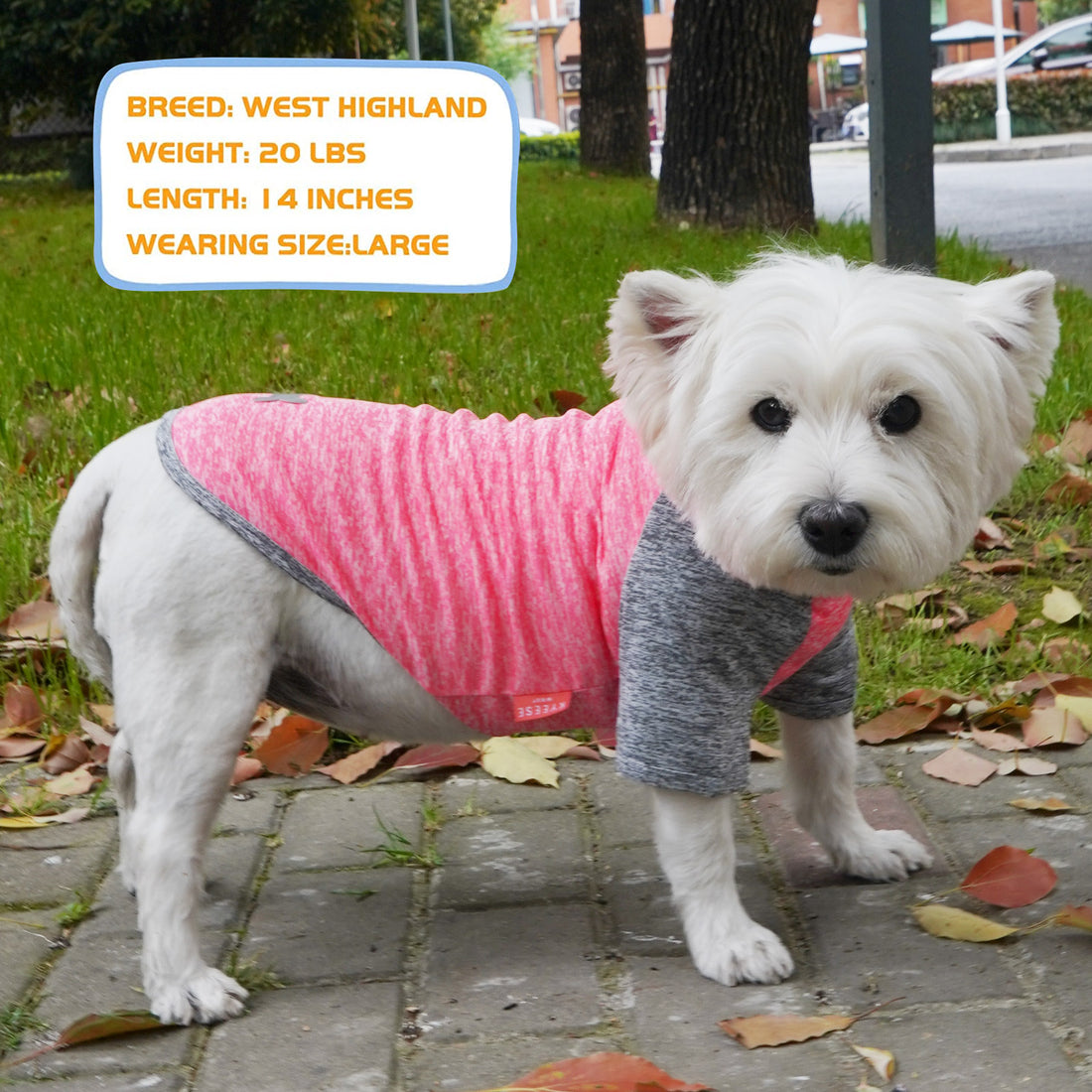 Lightweight dog raglan shirt on white dog, heather red and dark gray with white bone logo