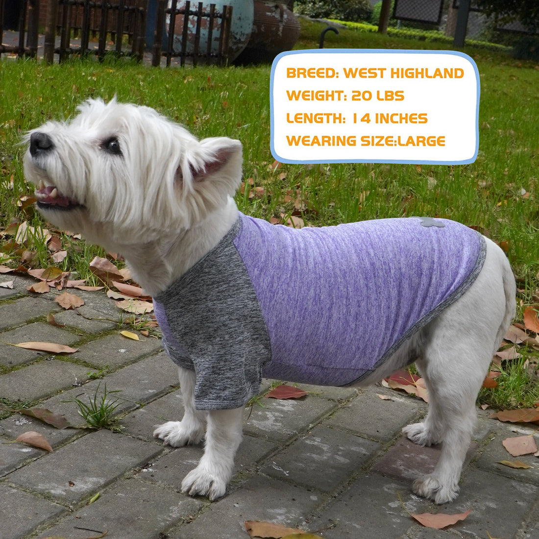 Lightweight dog shirt with raglan sleeves in heather gray and purple, bone logo.