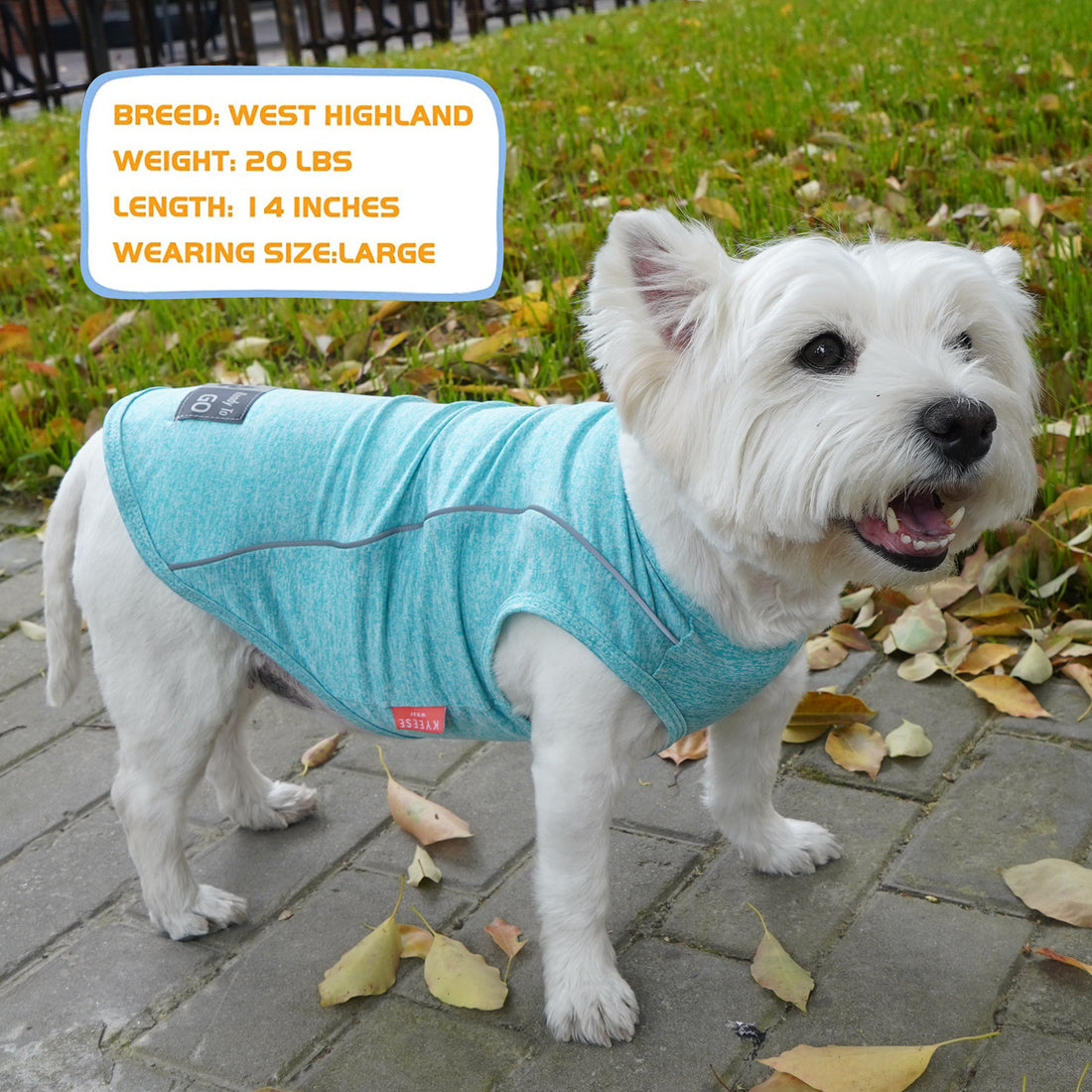 Light blue reflective sleeveless dog shirt on a white dog standing outdoors