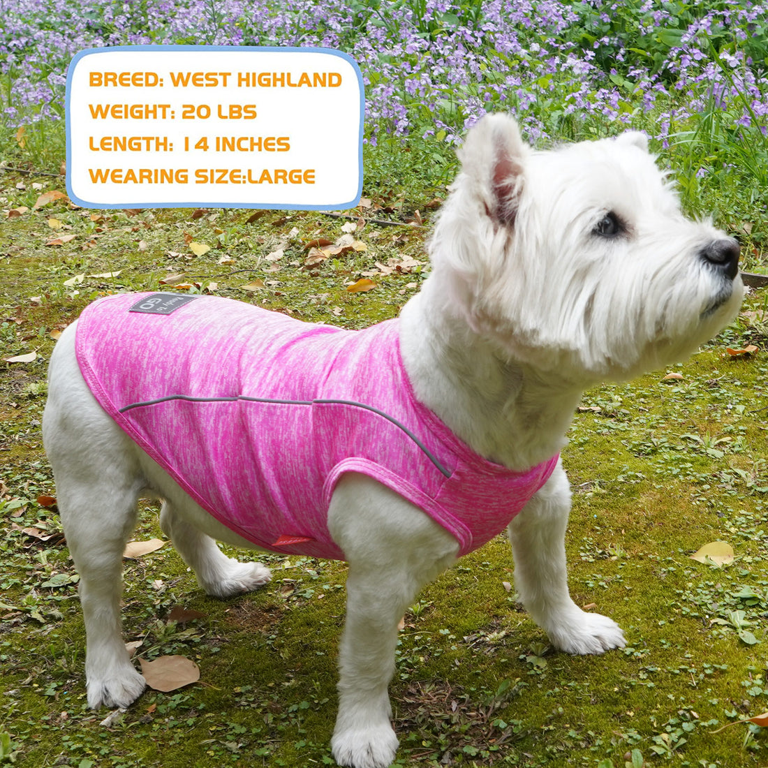 Pink heather reflective dog shirt on a white dog outdoors, sleeveless with curved neckline