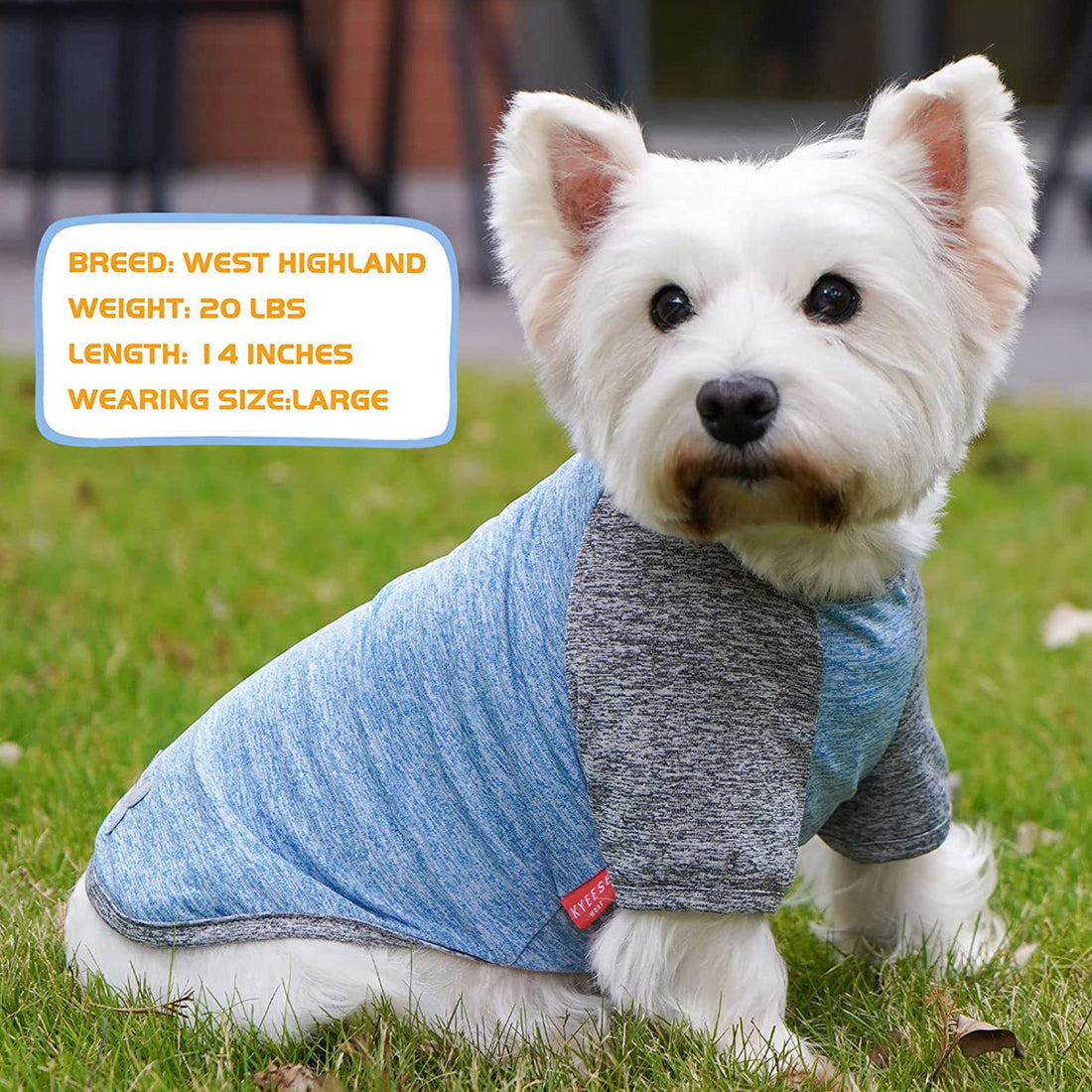 Lightweight dog raglan shirt in heather blue and gray with bone applique on back hem