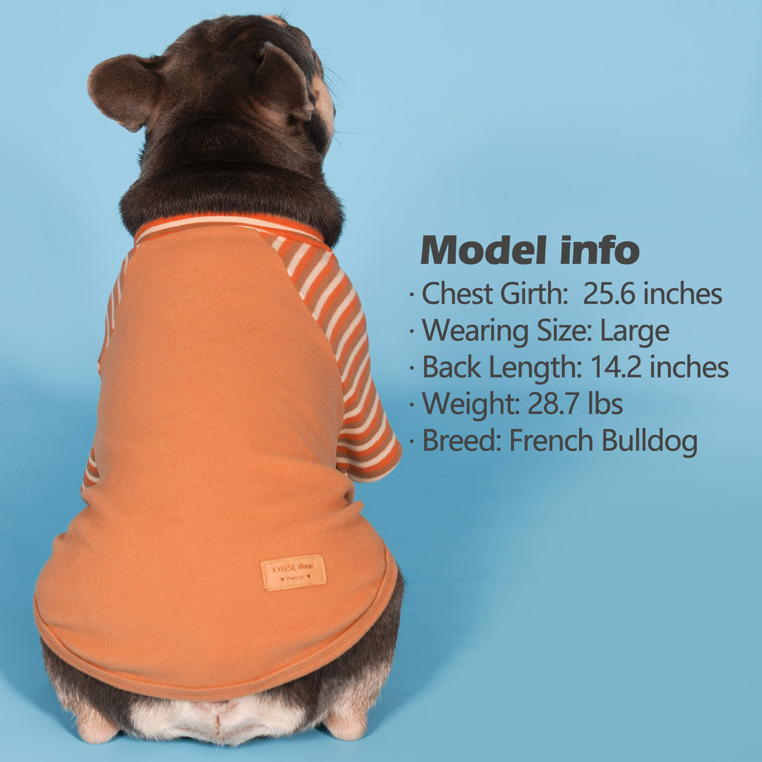 French bulldog wearing tan dog shirt with orange and white striped raglan sleeves