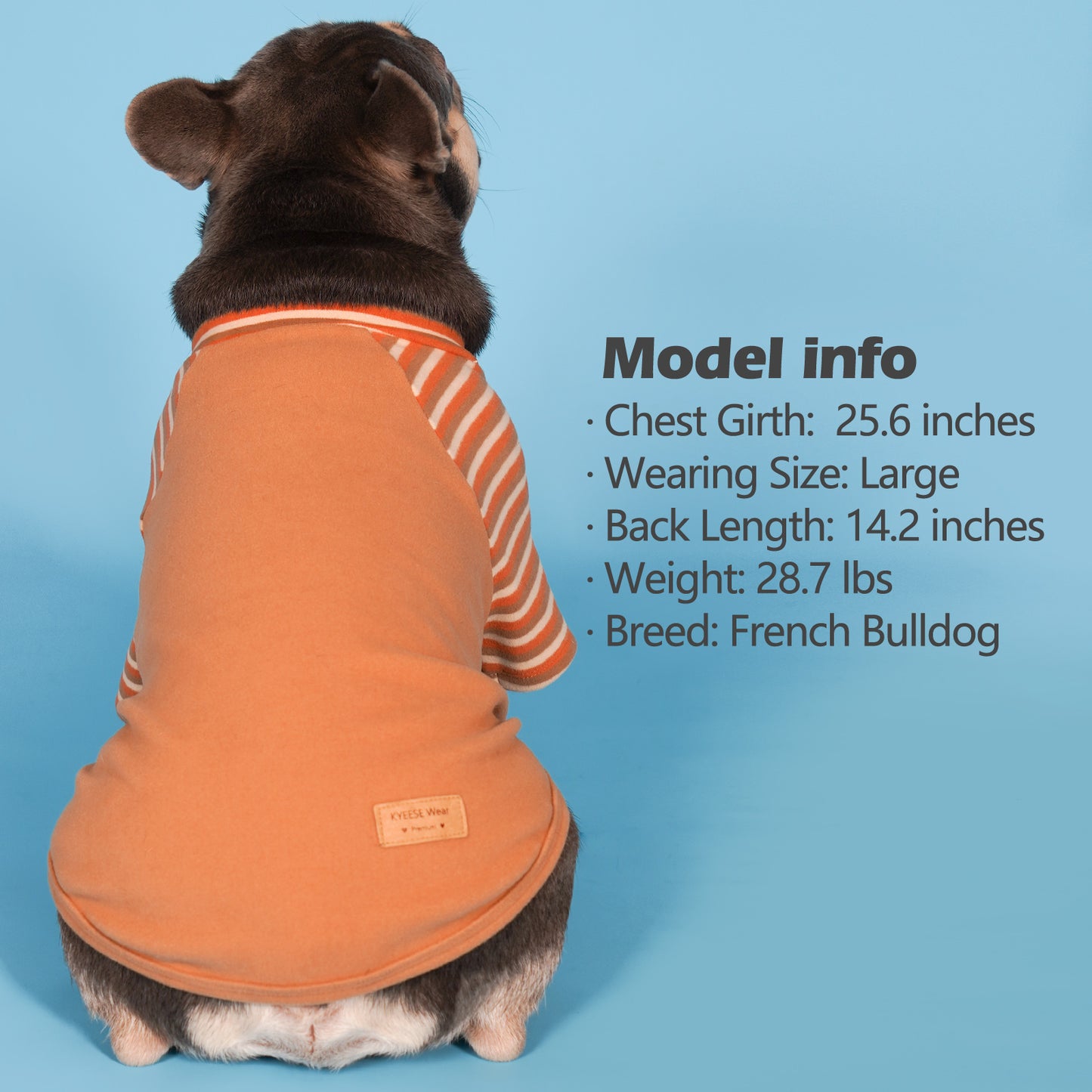 French bulldog wearing tan dog shirt with orange and white striped raglan sleeves