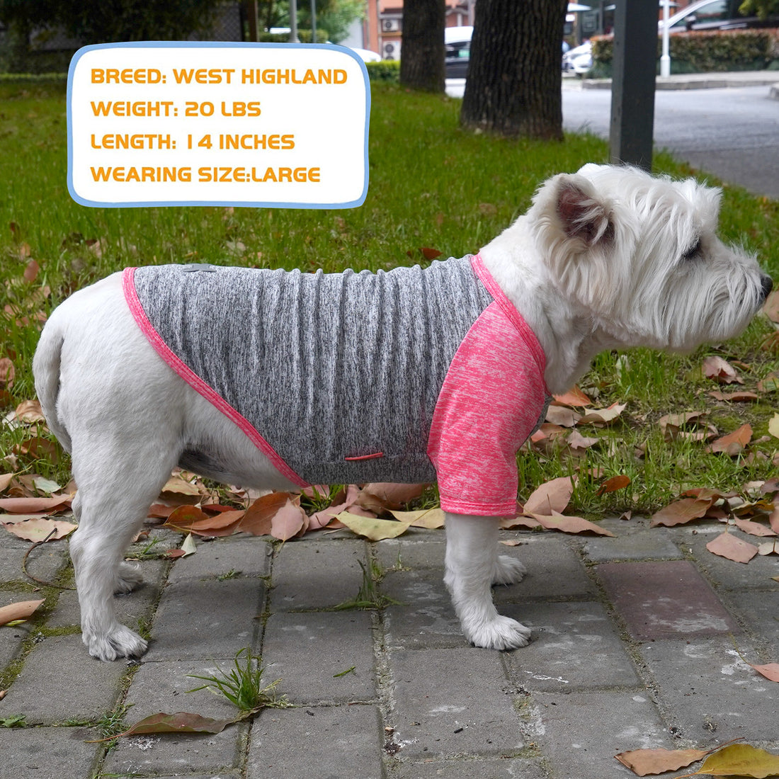 Lightweight dog raglan shirt on white dog, dark gray body with heather pink sleeves and bone