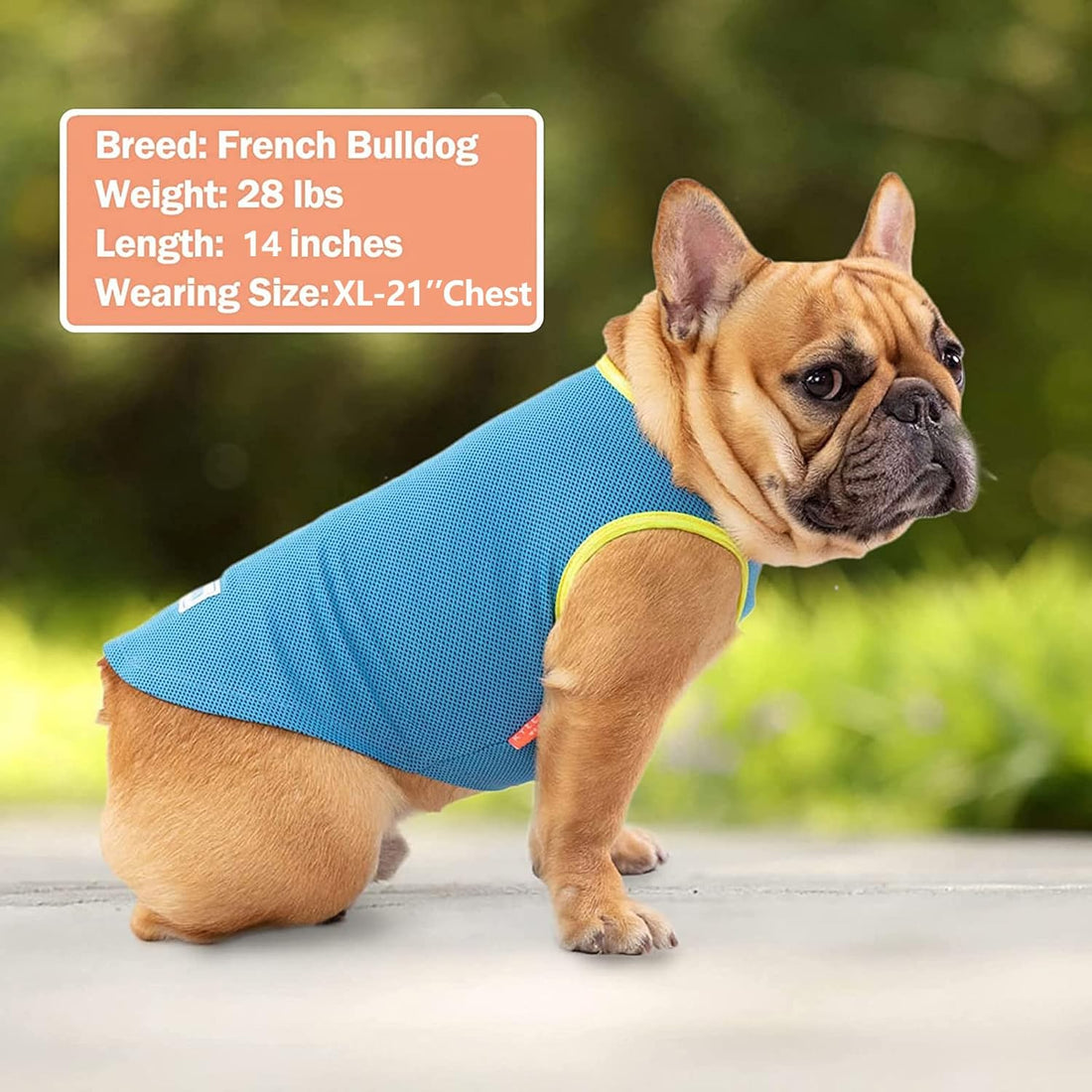 Dog cooling shirt in teal blue mesh with yellow trim and small chest label.