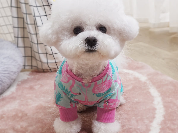 Flamingo print dog onesie pajamas in light aqua with pink cuffs on a small white dog