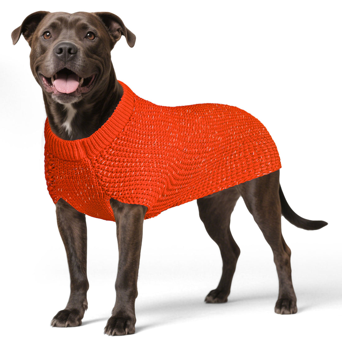 Orange dog sweater on medium dog, ribbed round neck and textured knit body
