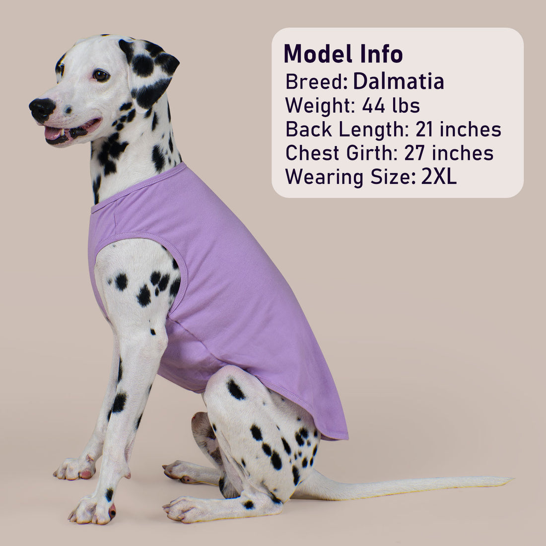 Purple sleeveless dog shirt on a dalmatian with matching shorts-style cut