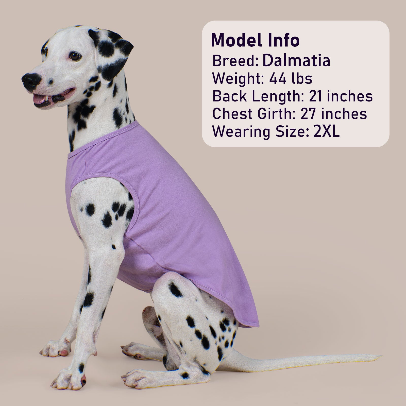 Purple sleeveless dog shirt on a dalmatian with matching shorts-style cut