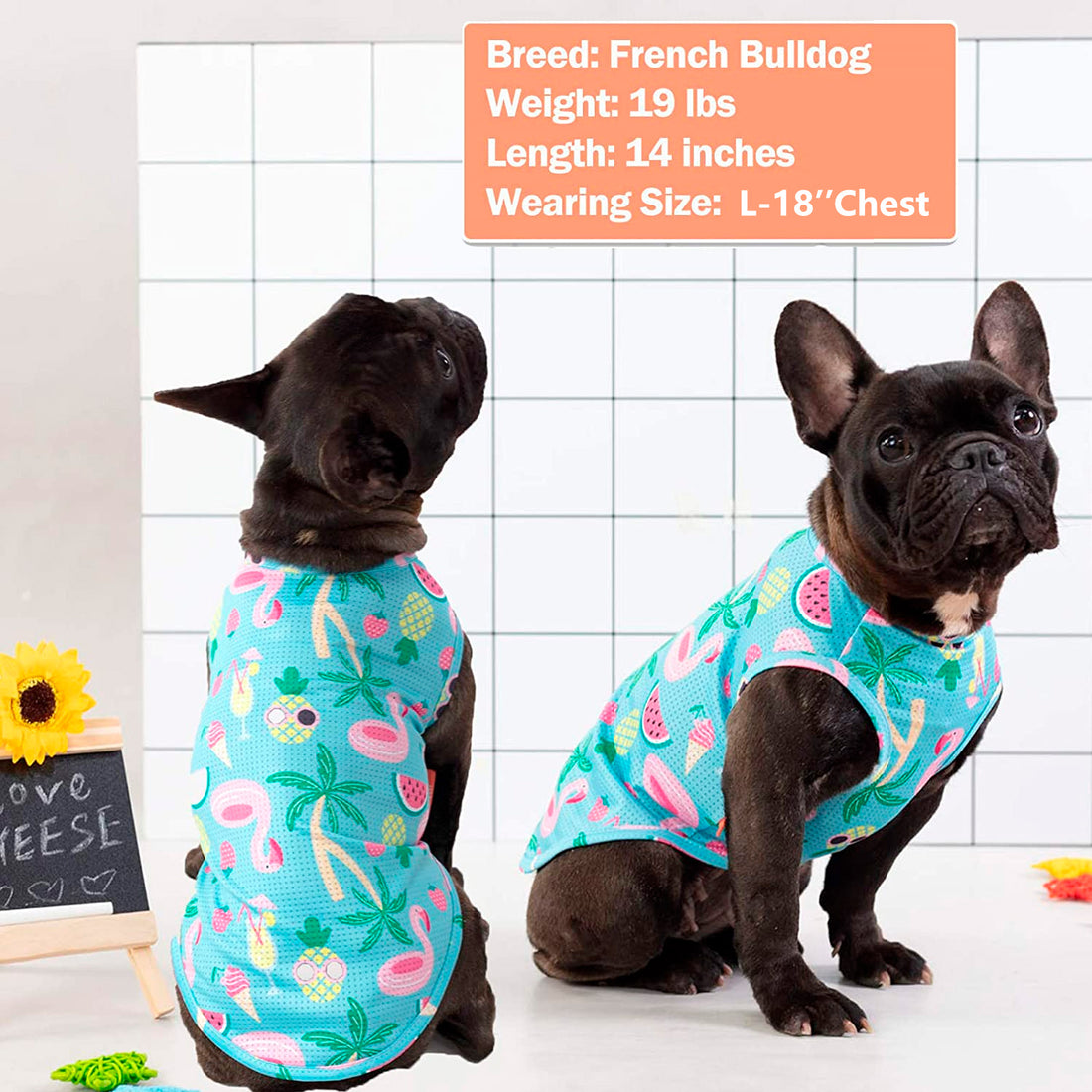 Mesh breathable dog shirt with flamingo fruit pattern, worn by two French bulldogs