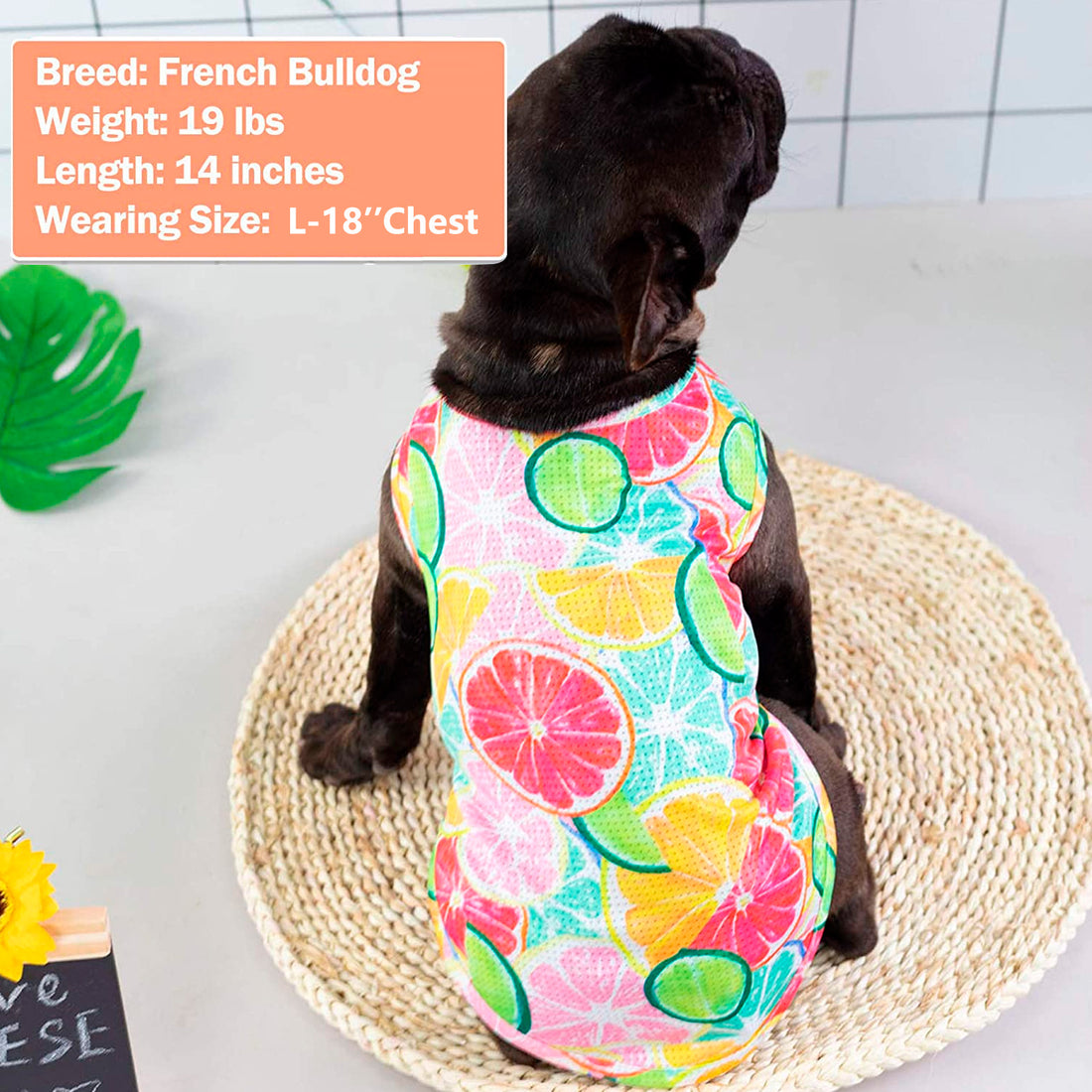 Fruit-pattern breathable mesh dog shirt in multicolor, round neck