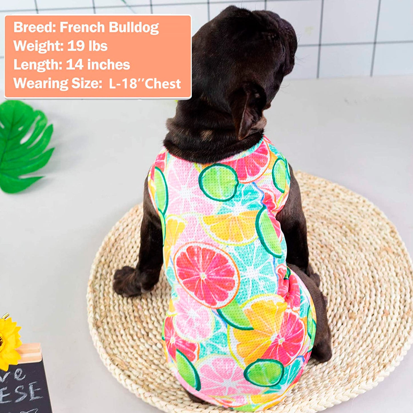 Fruit-pattern breathable mesh dog shirt in multicolor, round neck