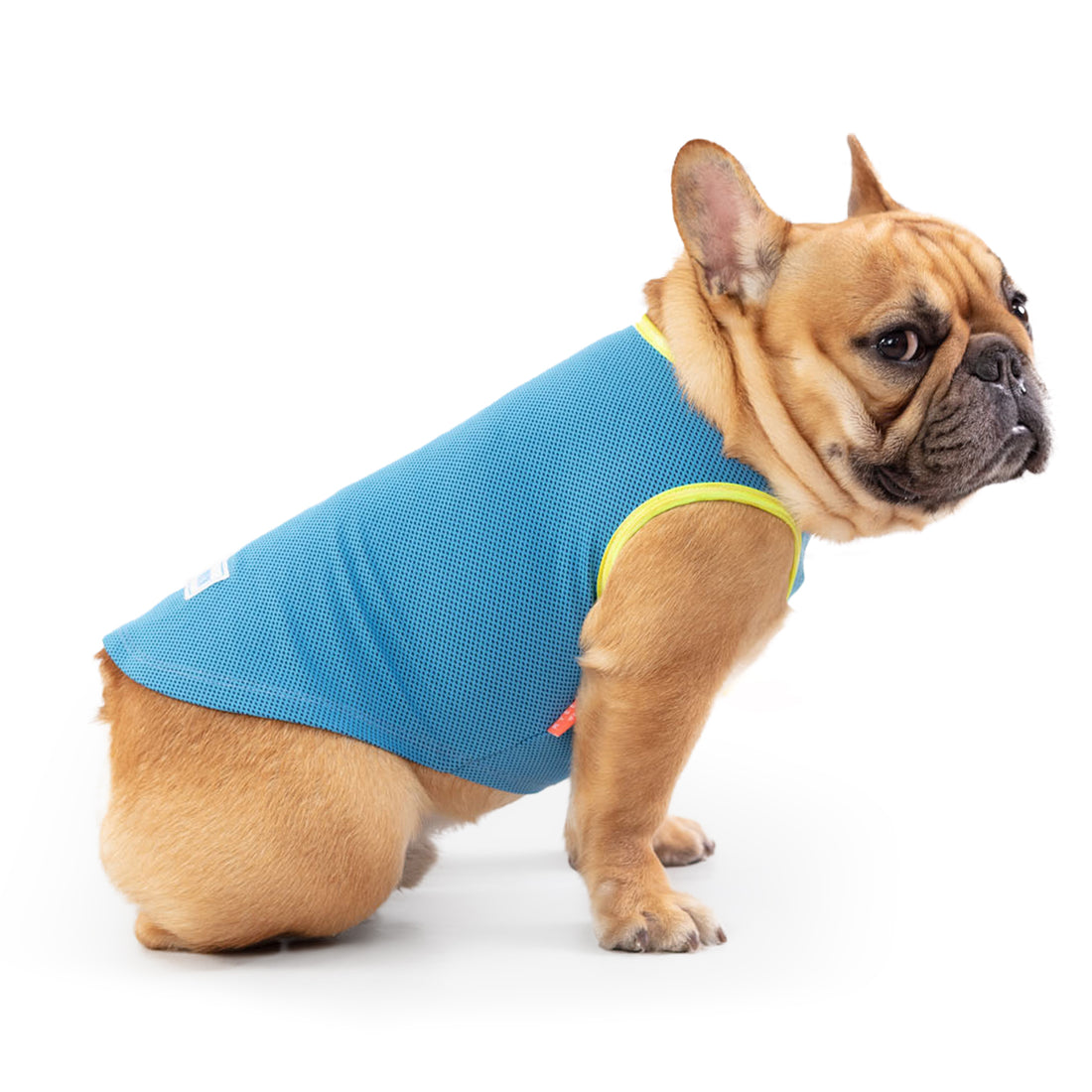 Dog cooling shirt in solid teal blue with yellow collar and leg openings.