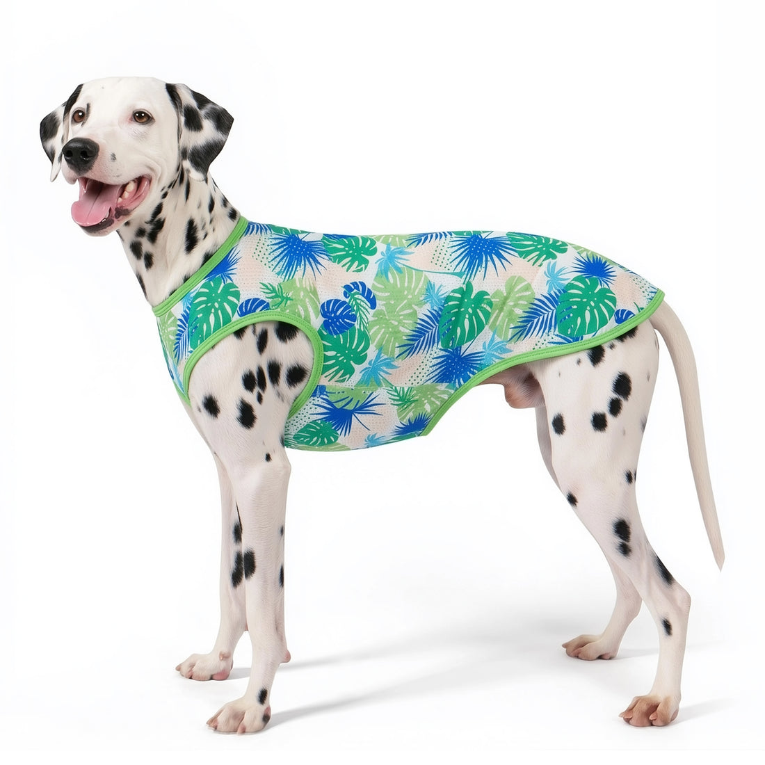 Mesh breathable dog shirt in aqua with tropical palm print, sleeveless, dog wearing it