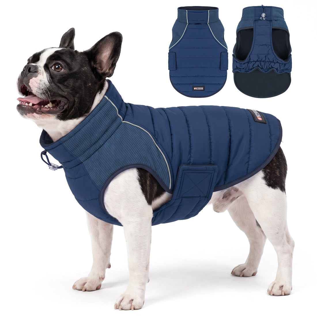 Black and white dog modeling a blue quilted coat beside front and underside views