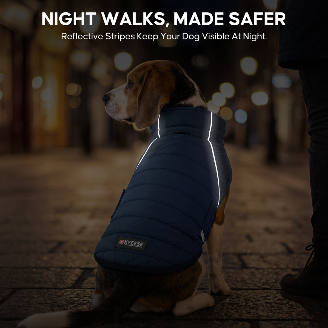 Rear view of blue coat on a dog at night, with reflective piping along the back