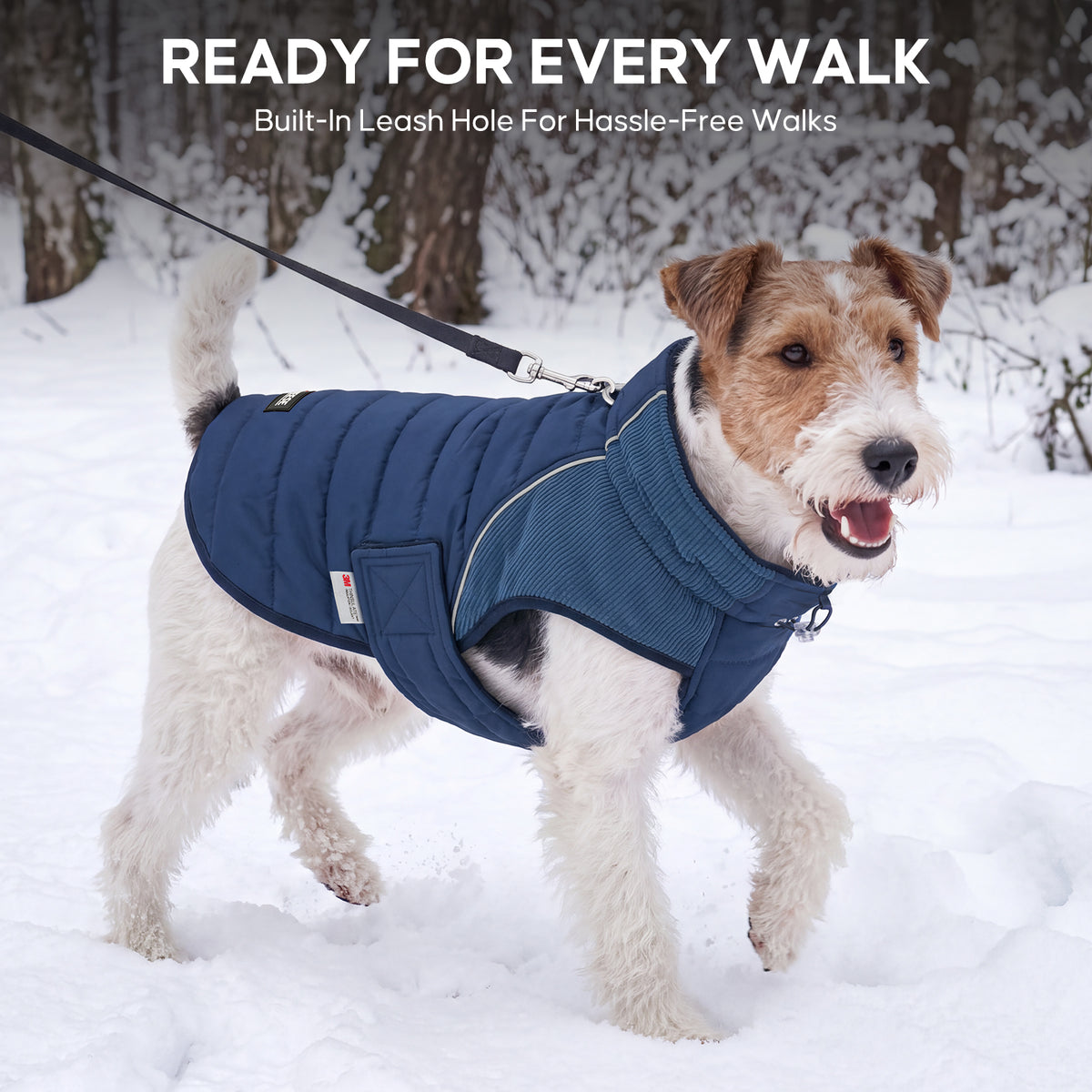Small white and brown dog walking through snow in a blue coat with leash attached