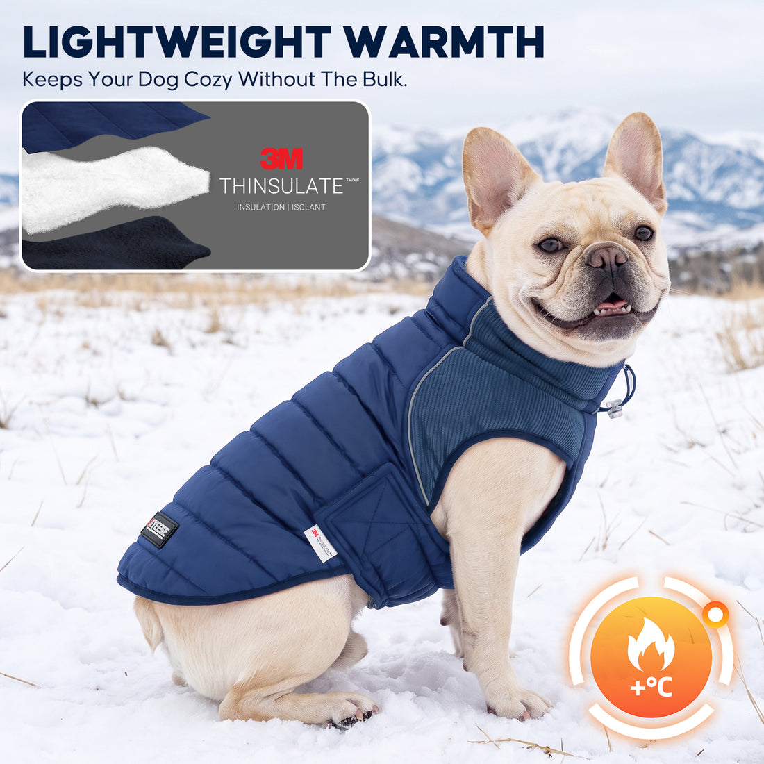 Cream French bulldog sitting in snow wearing a blue quilted lined coat