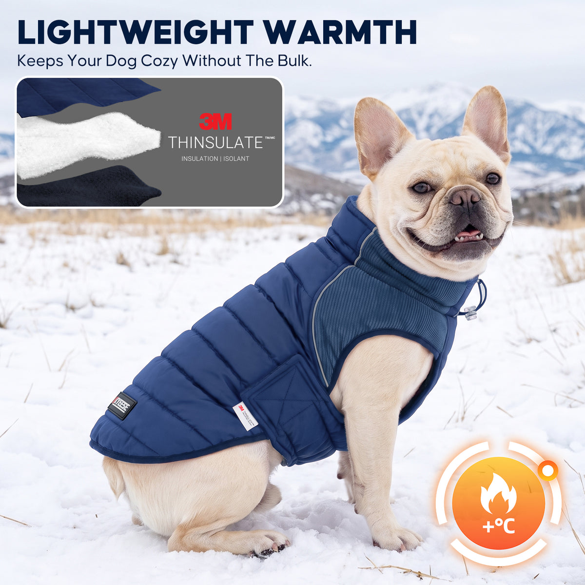 Cream French bulldog sitting in snow wearing a blue quilted lined coat