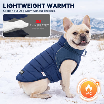 Cream French bulldog sitting in snow wearing a blue quilted lined coat